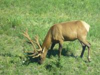 Wapiti &ndash; &copy; Uwe Lorenz (Eberhardt TRAVEL)