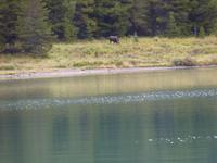 0052 Elch am Maligne Lake &ndash; &copy; Jens Petzoldt (Eberhardt TRAVEL)