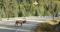 0046-1 Hirsche haben immer Vorfahrt &ndash; &copy; Jens Petzoldt (Eberhardt TRAVEL)