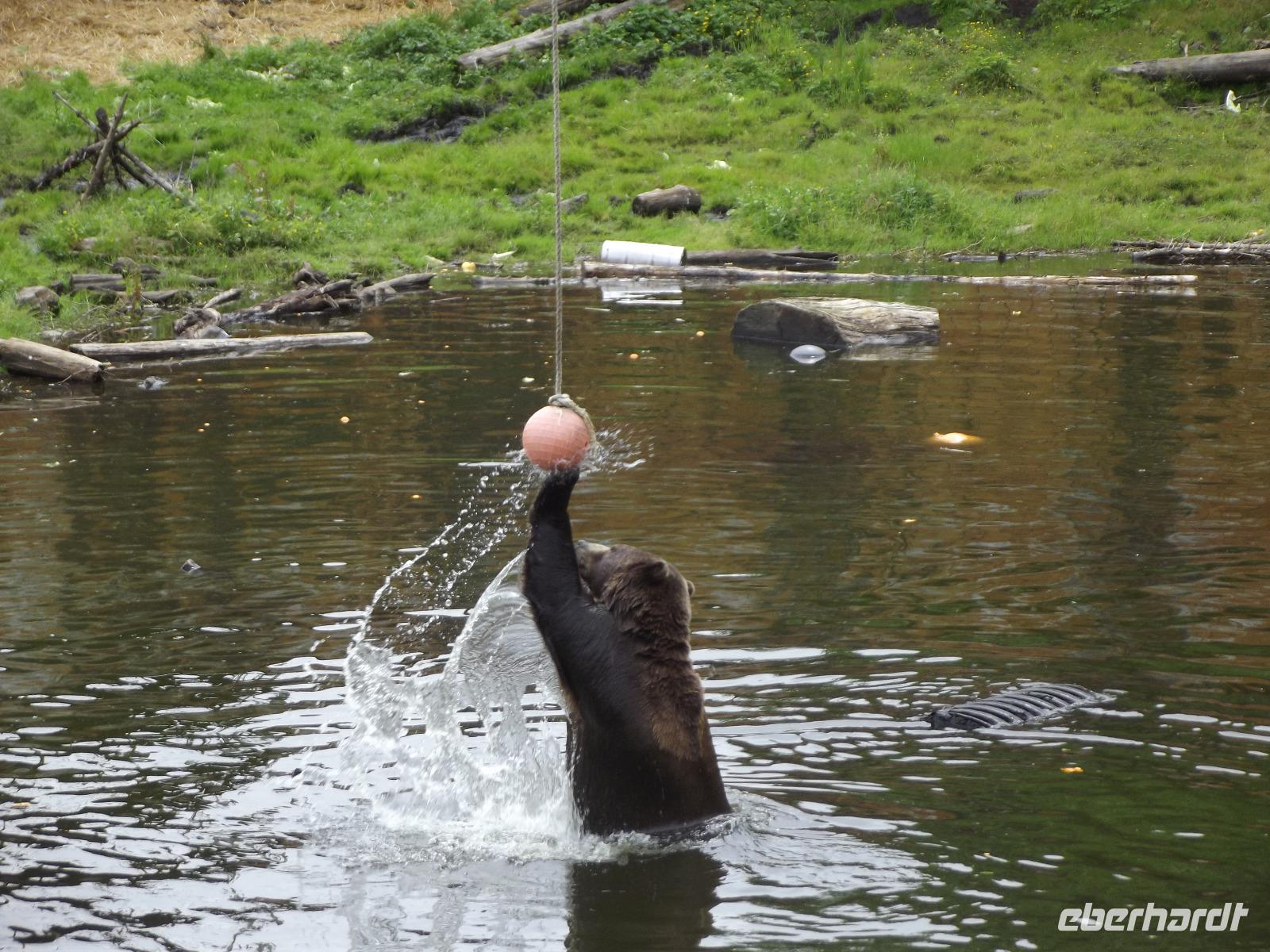 Bear Habitat Sitka &ndash; &copy; Christina Schlawis (Eberhardt TRAVEL)