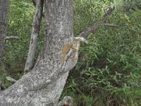 Kleines Eichhörnchen &ndash; &copy; Christina Schlawis (Eberhardt TRAVEL)