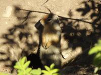 Erdhörnchen &ndash; &copy; Christina Schlawis (Eberhardt TRAVEL)