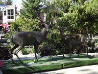Whistler &ndash; &copy; Christina Schlawis (Eberhardt TRAVEL)