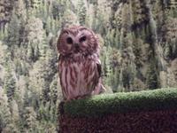 Raptor Centre ( Wildvogelpark) &ndash; &copy; Christina Schlawis (Eberhardt TRAVEL)