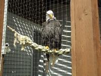 Raptor Centre ( Wildvogelpark) &ndash; &copy; Christina Schlawis (Eberhardt TRAVEL)