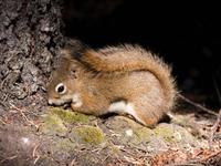 Eichhörnchen &ndash; &copy; Anna Stiebing (Eberhardt TRAVEL)