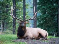 Hirsch &ndash; &copy; Anna Stiebing (Eberhardt TRAVEL)