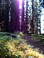 Wald-Spaziergang  &ndash; &copy; Anna Stiebing (Eberhardt TRAVEL)
