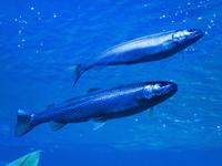 Lachs &ndash; &copy; Anna Stiebing (Eberhardt TRAVEL)