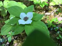 Dogwood Plant &ndash; &copy; Elisabeth Fox-Maerki (Eberhardt TRAVEL)