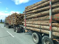 Holz, Holz, Holz &ndash; &copy; Elisabeth Fox-Maerki (Eberhardt TRAVEL)