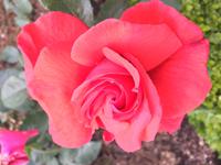 Riechen Sie die Rose ?  &ndash; &copy; Elisabeth Fox-Maerki (Eberhardt TRAVEL)