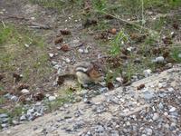 Streifenhörnchen &ndash; &copy; Madlen Lippe (Eberhardt TRAVEL)