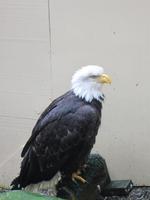Weißkopfseeadler &ndash; &copy; Madlen Lippe (Eberhardt TRAVEL)