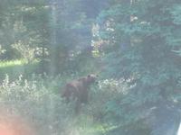 Grizzlybär &ndash; &copy; Madlen Lippe (Eberhardt TRAVEL)