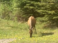 1. Wapiti