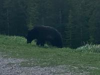 der Baer ! &ndash; &copy; Elisabeth Fox-Maerki (Eberhardt TRAVEL)