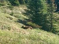 der Grizzly &ndash; &copy; Elisabeth Fox-Maerki (Eberhardt TRAVEL)