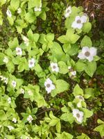 Dogwood Plant &ndash; &copy; Elisabeth Fox-Maerki (Eberhardt TRAVEL)