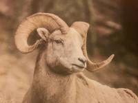 das Krummhornschaf &ndash; &copy; Elisabeth Fox-Maerki (Eberhardt TRAVEL)