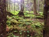 im Regenwald &ndash; &copy; Elisabeth Fox-Maerki (Eberhardt TRAVEL)