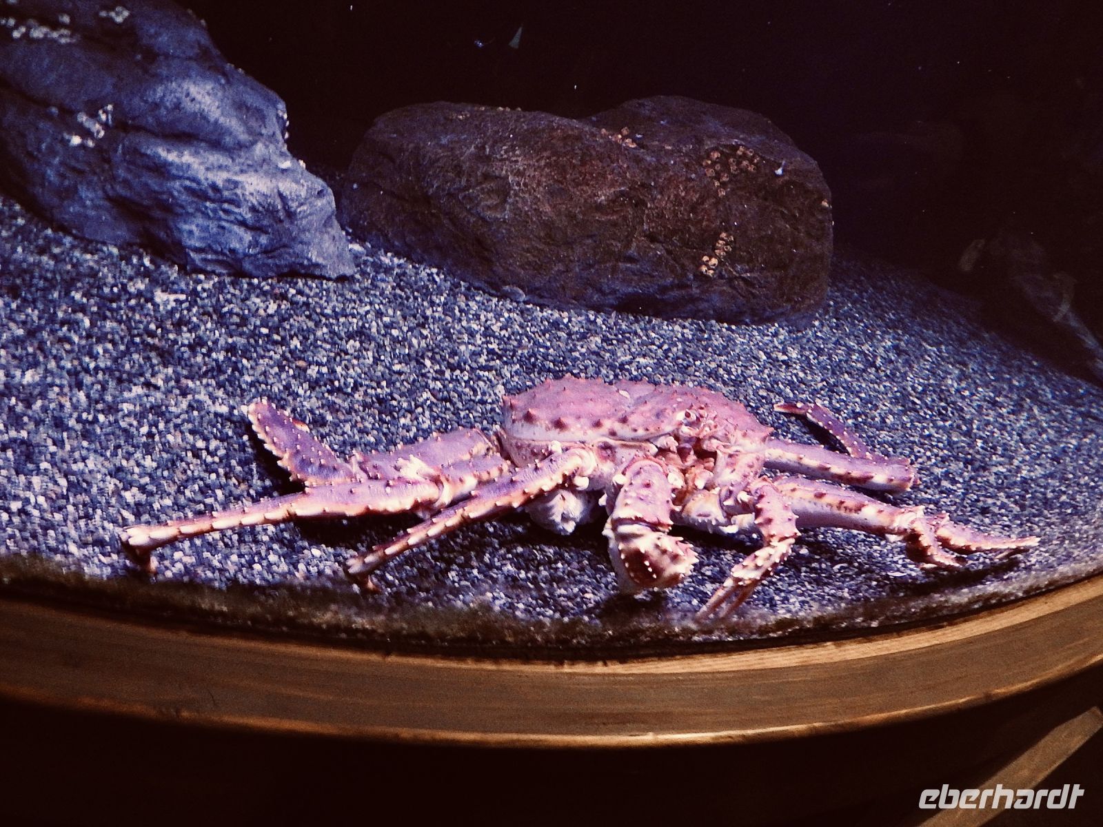 Alaska - Aquarium im SeaLifeCenter &ndash; &copy; Sabine Letzybyll (Eberhardt TRAVEL)