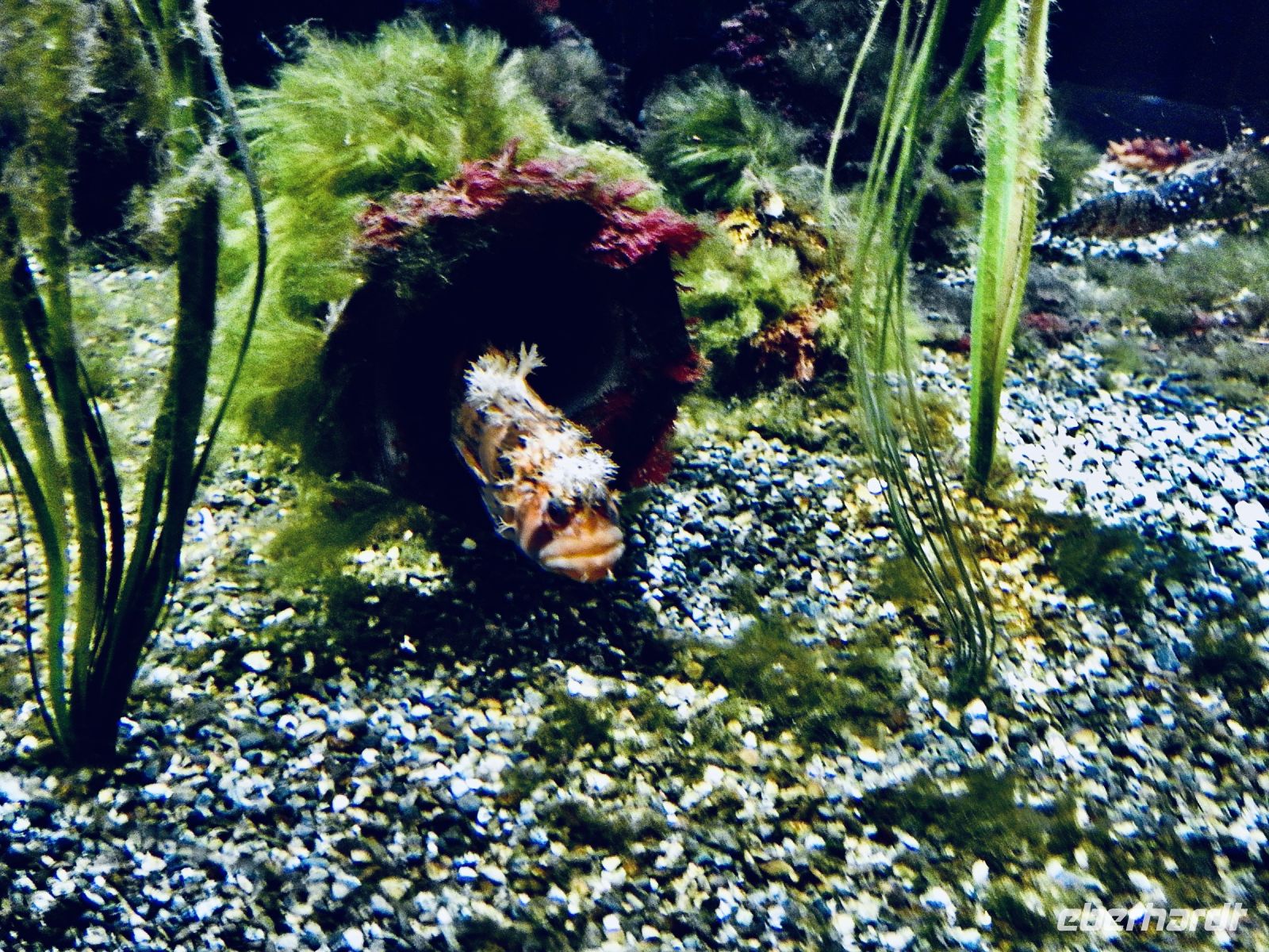 Alaska - Aquarium &ndash; &copy; Sabine Letzybyll (Eberhardt TRAVEL)