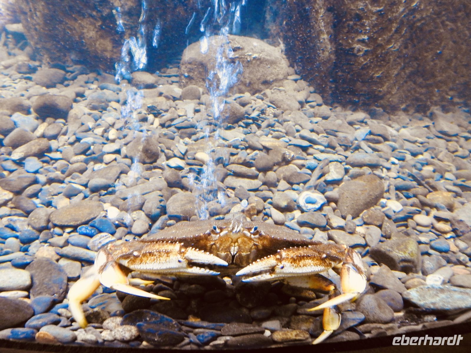 Krabbe - Juneau - Lachsfarm &ndash; &copy; Sabine Letzybyll (Eberhardt TRAVEL)