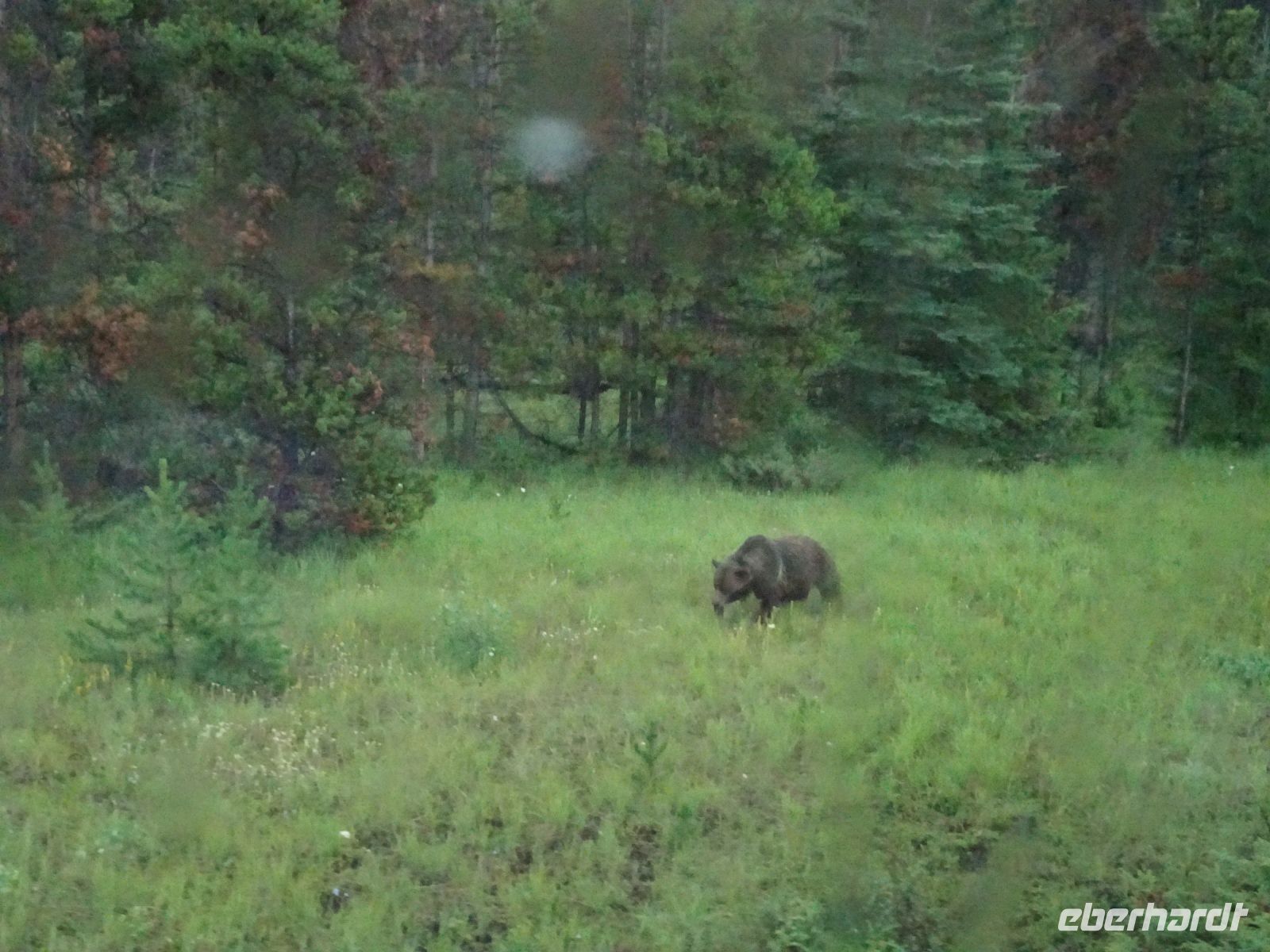 Grizzly Jasper Kanada &ndash; &copy; Sabine Letzybyll (Eberhardt TRAVEL)