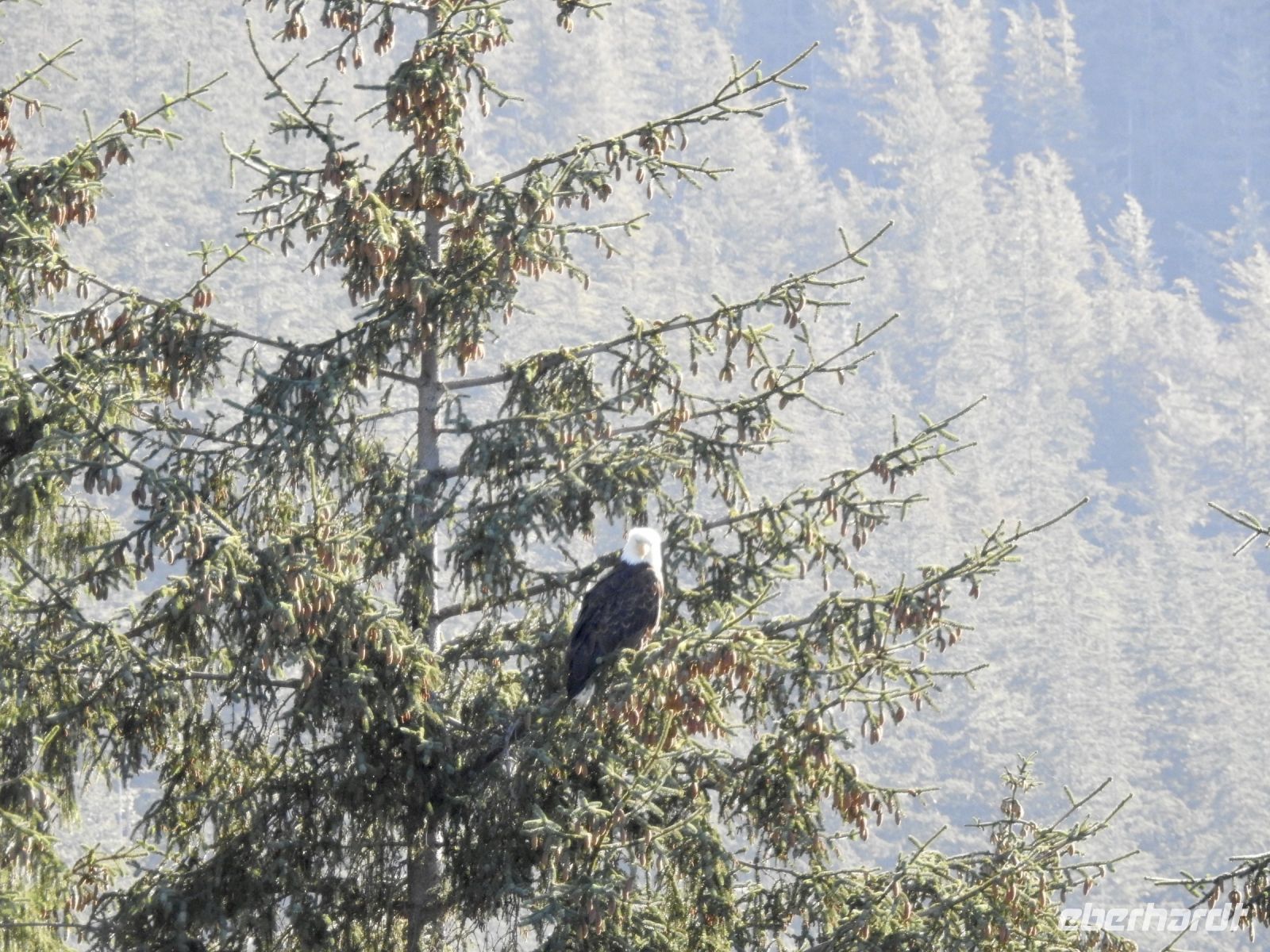 Weißkopfseeadler &ndash; &copy; Sabine Letzybyll (Eberhardt TRAVEL)