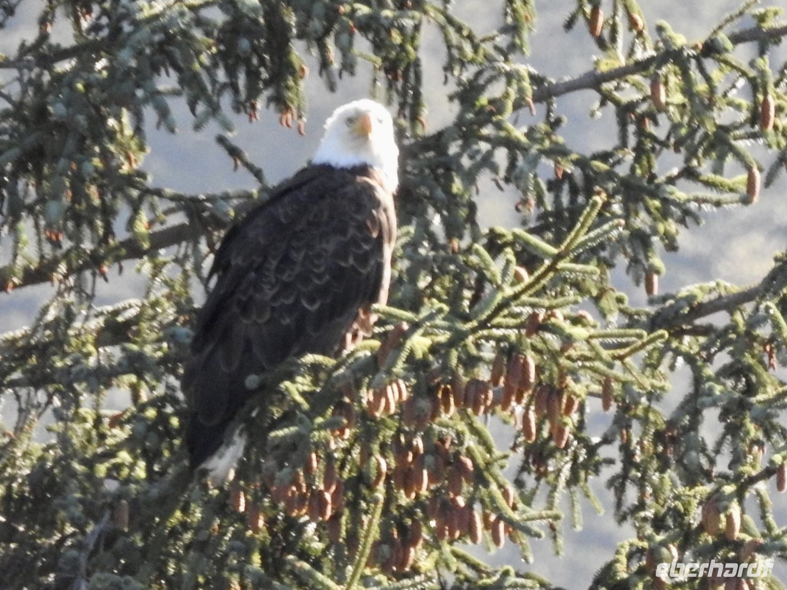 Weißkopfseeadler &ndash; &copy; Sabine Letzybyll (Eberhardt TRAVEL)