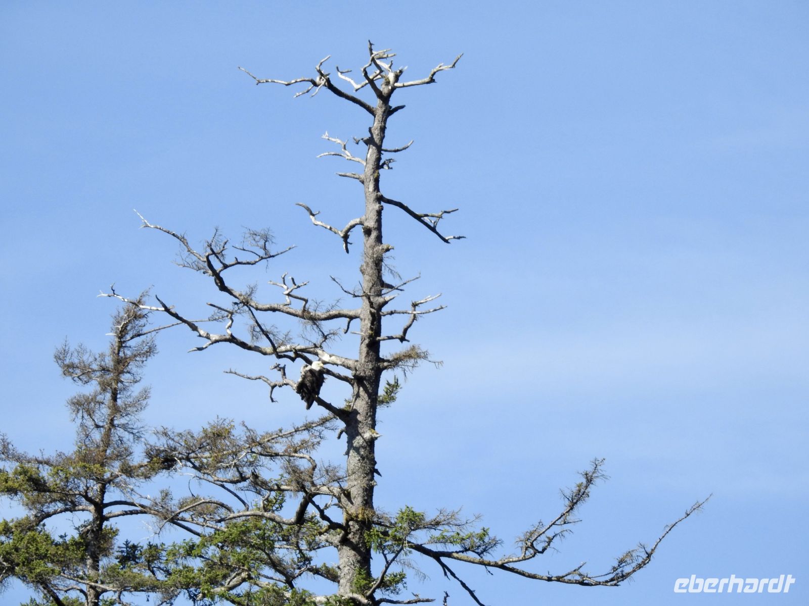 Weißkopfseeadler &ndash; &copy; Sabine Letzybyll (Eberhardt TRAVEL)