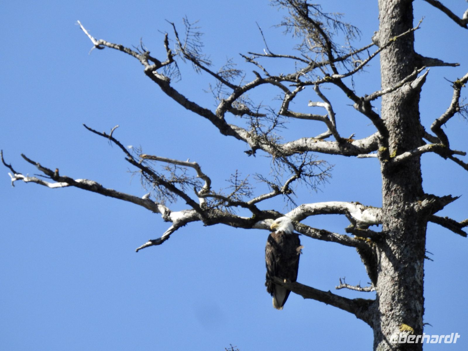 Weißkopfseeadler &ndash; &copy; Sabine Letzybyll (Eberhardt TRAVEL)