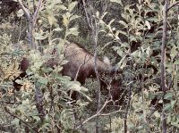 Alaska &ndash; &copy; Sabine Letzybyll (Eberhardt TRAVEL)