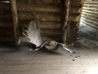 Alaska - Anchorage - Alaska Native Heritage Center &ndash; &copy; Sabine Letzybyll (Eberhardt TRAVEL)