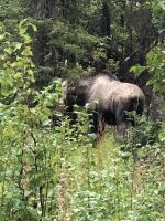 Alaska - Elch &ndash; &copy; Sabine Letzybyll (Eberhardt TRAVEL)