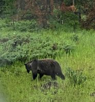 Alaska - Grizzly &ndash; &copy; Sabine Letzybyll (Eberhardt TRAVEL)