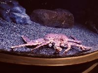 Alaska - Aquarium im SeaLifeCenter &ndash; &copy; Sabine Letzybyll (Eberhardt TRAVEL)