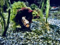 Alaska - Aquarium &ndash; &copy; Sabine Letzybyll (Eberhardt TRAVEL)