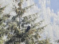 Weißkopfseeadler &ndash; &copy; Sabine Letzybyll (Eberhardt TRAVEL)
