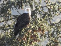 Weißkopfseeadler &ndash; &copy; Sabine Letzybyll (Eberhardt TRAVEL)