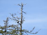 Weißkopfseeadler &ndash; &copy; Sabine Letzybyll (Eberhardt TRAVEL)