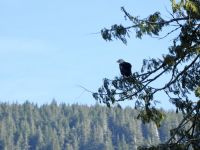 Weißkopfseeadler &ndash; &copy; Sabine Letzybyll (Eberhardt TRAVEL)