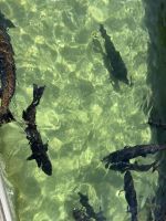 Lachszucht (1) &ndash; &copy; Thomas Krupp (Eberhardt TRAVEL)