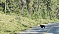 Bär Kanada &ndash; &copy; Mareike Schmidt (Eberhardt TRAVEL)