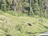 Bär Kanada &ndash; &copy; Mareike Schmidt (Eberhardt TRAVEL)