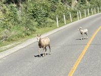 Schafe Kanada &ndash; &copy; Mareike Schmidt (Eberhardt TRAVEL)