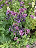 Butcharts Garden &ndash; &copy; Mareike Schmidt (Eberhardt TRAVEL)