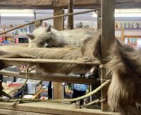 Bürgermeisterin Talkeetna &ndash; &copy; Mareike Schmidt (Eberhardt TRAVEL)