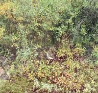 Denali Nationalpark &ndash; &copy; Mareike Schmidt (Eberhardt TRAVEL)